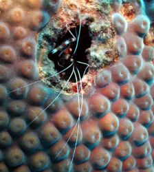 Nikon 990 (macro), video light, Roatan, Honduras by Tony Bell 